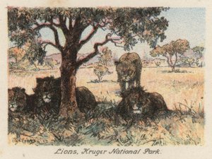 Südafrika: Löwen, Kruger-Nationalpark von Charles Ernest Peers