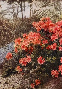 Ein Busch von winterharten Azaleen von Charles Essenhigh Corke