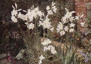 Die Madonnenlilie, Lilium candidum