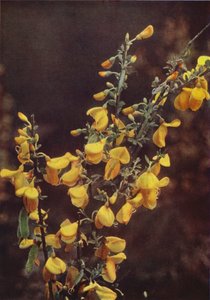 Wildblumen: Ginster