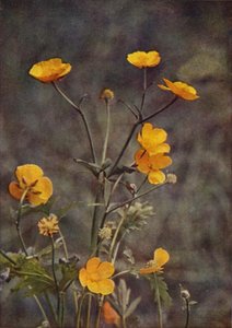 Wildblumen: Wiesen-Butterblume