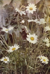 Wildblumen: Margerite