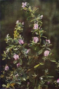 Wildblumen: Hauhechel von Charles Essenhigh Corke