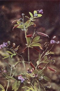 Wildblumen: Knollige Bitterwicke