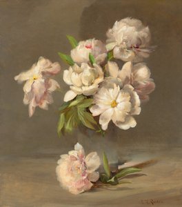 Pfingstrosen in einer Vase