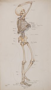 Studie [Menschliches Skelett (beschriftete Knochen)], ca. 1884