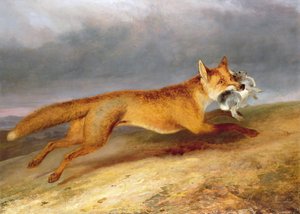 Fuchs entkommt mit einem Kaninchen
