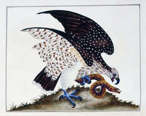 Raubvogel mit Schlange, 1808-21 von Charles Hayes