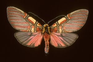 Anaxita constricta von Augustus Kollner