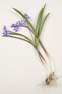 Botanische Tafel/Chionodoxa forbesii/Chionodoxa luciliae/Ruhm des Schnees