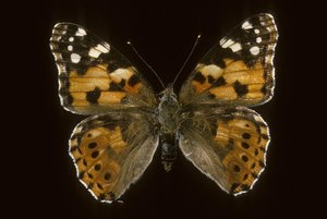 Cynthia cardui/Stieftochter/Distelfalter