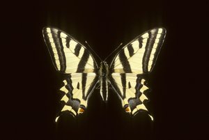 Papilio alexanor/Alexanor