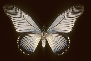 Papilio zalmoxis/Blaues Segelboot
