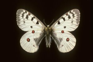 Parnassius phoebus/Kleiner Apollo
