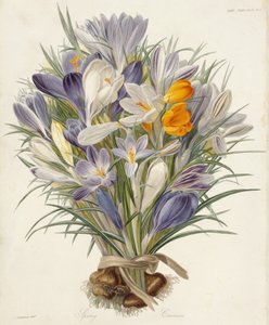 Frühlingskrokusse, Platte aus Transactions of the Horticultural Society, London, Bd. VII, 1830 von Charles John Robertson