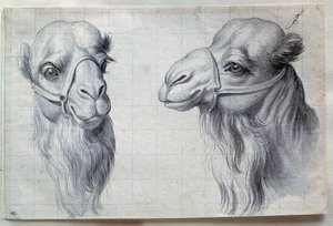 Studien von zwei Kamelköpfen von Charles Le Brun