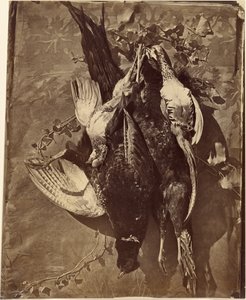[Stillleben eines Wildvogels mit Federn] von Charles Nègre