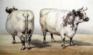 Studie von zwei Langhornkühen von Charles Oliver de Penne