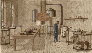 Hunde in Käfigen im Labor von Louis Pasteur von Charles Paul Renouard