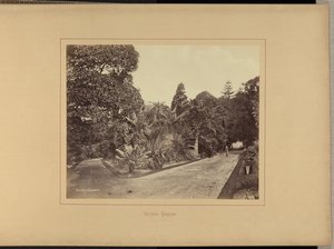 Botanische Gärten von Charles Percy Pickering