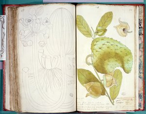 Ms 23 Kardamom, aus einem Manuskript über Pflanzen der Antillen und Santo Domingo von Charles Plumier