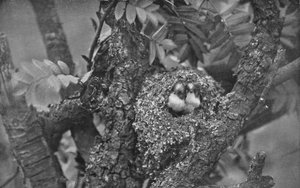 Junge Schwanzmeisen, die aus dem Nest schauen, ca. 1882, 1912