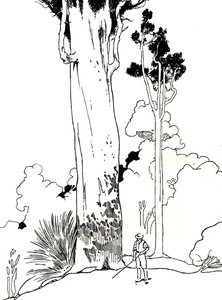 Ein Kauri-Baum, 1912