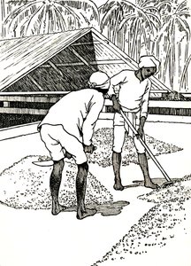 Das Trocknen des Kakaos, 1912 von Charles Robinson