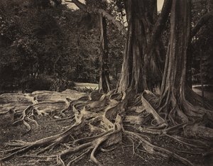 Gummibaum, Assam, Indien (Ficus Elastica) von Charles T. Scowen