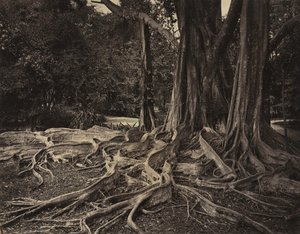 Gummibaum, Assam, Indien Ficus Elastica, ca. 1880er Jahre von Charles T. Scowen