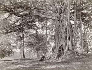 Ein Herr sitzt unter einem großen einheimischen Baum in Britisch-Ceylon, heute Sri Lanka, 1880er Jahre von Charles T Scowen and Co
