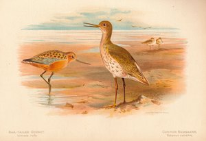 Pfuhlschnepfe Limosa rufa, Rotschenkel Totanus, 1900 von Charles Whymper