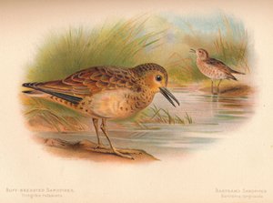 Sandstrandläufer Tringites rufescens, Bartrams Strandläufer Bartramia longicauda, 1900