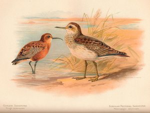 Sichelstrandläufer Tringa subarquata, Sibirischer Strandläufer Heteropygia acuminata
