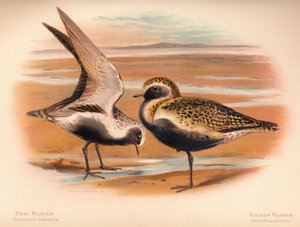 Grauer Regenpfeifer Squatarola helvetica, Goldregenpfeifer Charadrius pluvialus, 1900