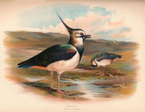 Kiebitz Vanellus cristacus, 1900