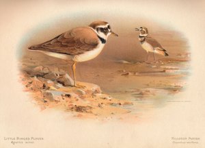 Flussregenpfeifer Aegialitis minor, Kiebitzregenpfeifer Oxyechus vociferus, 1900