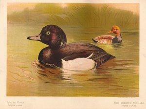 Reiherente Fuligata cristata, Kolbenente Netta rufina, 1900