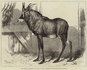 Die Pferdeantilope von Nubien, in den Gärten der Zoologischen Gesellschaft