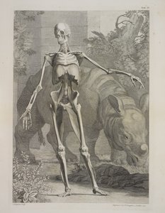 Skelett und Nashorn, Tafeln des Skeletts und der Muskeln des menschlichen Körpers, von Bernhard Siegfried Albinus von Charles the Elder Grignion