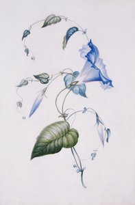 Blaue Winde, 1832