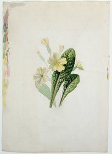 Studie einer Primel, ca. 1830