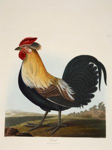 Hahn, Phasianus, veröffentlicht 1835, handkolorierte Gravur von Charlotte Lousia Emily Perrott