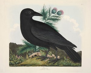 Rabe, Corvus Corai, veröffentlicht 1835 von Charlotte Lousia Emily Perrott