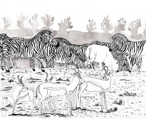 Safari 3, 2018 von Charlotte Orr