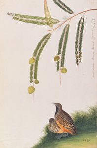Bindenlaufhühnchen, aus Zeichnungen von Vögeln aus Malakka, ca. 1805-18