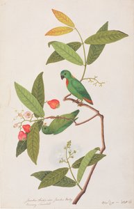 Blaukrönchen, aus Zeichnungen von Vögeln aus Malakka, ca. 1805-18 von Chinese School