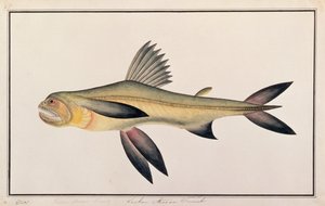 Bombay-Ente, aus Zeichnungen von Fischen von Malakka, ca. 1805-18 von Chinese School