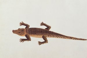 Boo-ay-ah Alligator, aus Zeichnungen von Tieren, Insekten und Reptilien aus Malakka, ca. 1805-18 von Chinese School