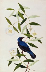 Boorah Farleeh, aus Zeichnungen von Vögeln aus Malakka, ca. 1805-18